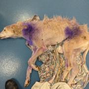Starving lurcher Rosier was found dumped on Christmas Day