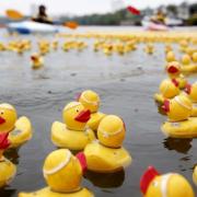 Thousands of ducks will be racing down the river Teme