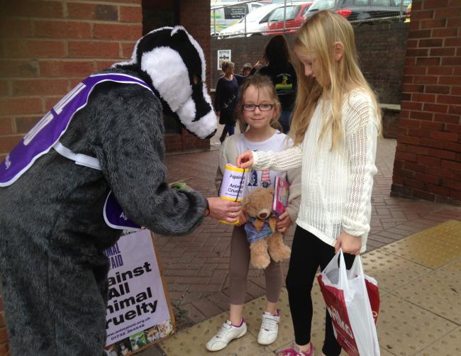 OUT IN FORCE: Representatives dressed as badgers hit the streets of Malvern to fight the badger culling