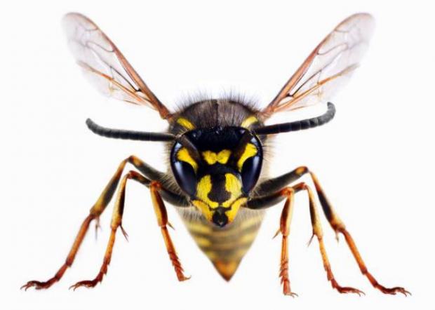 Ludlow Advertiser: A wasp